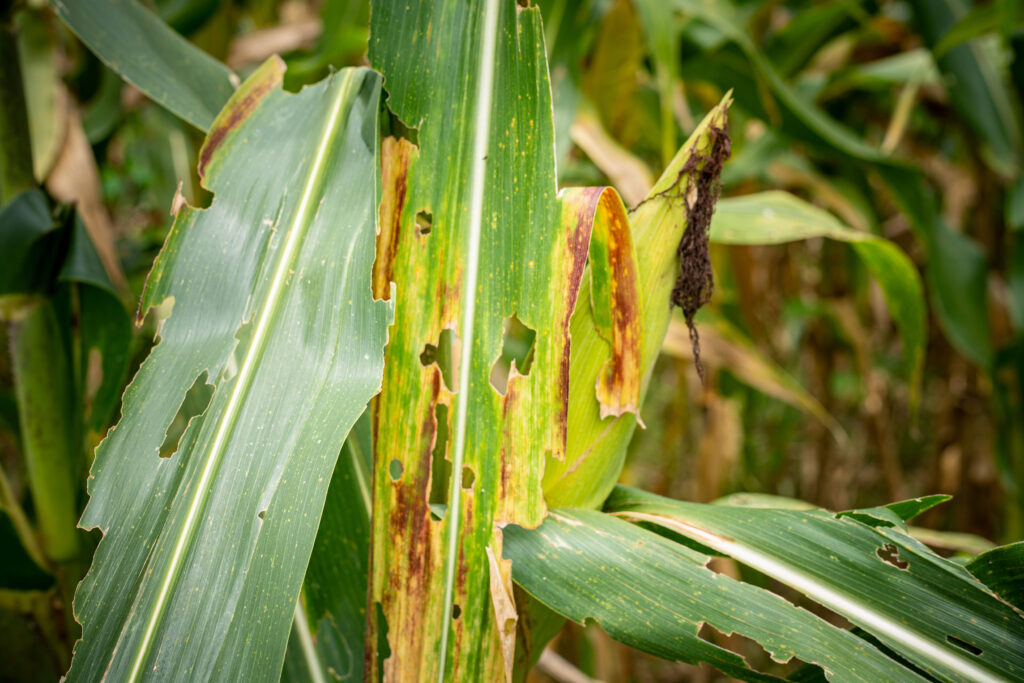 Close-up of damaged corn leaves with holes caused by Fall Armyworm pests and fungal disease in an agricultural field.