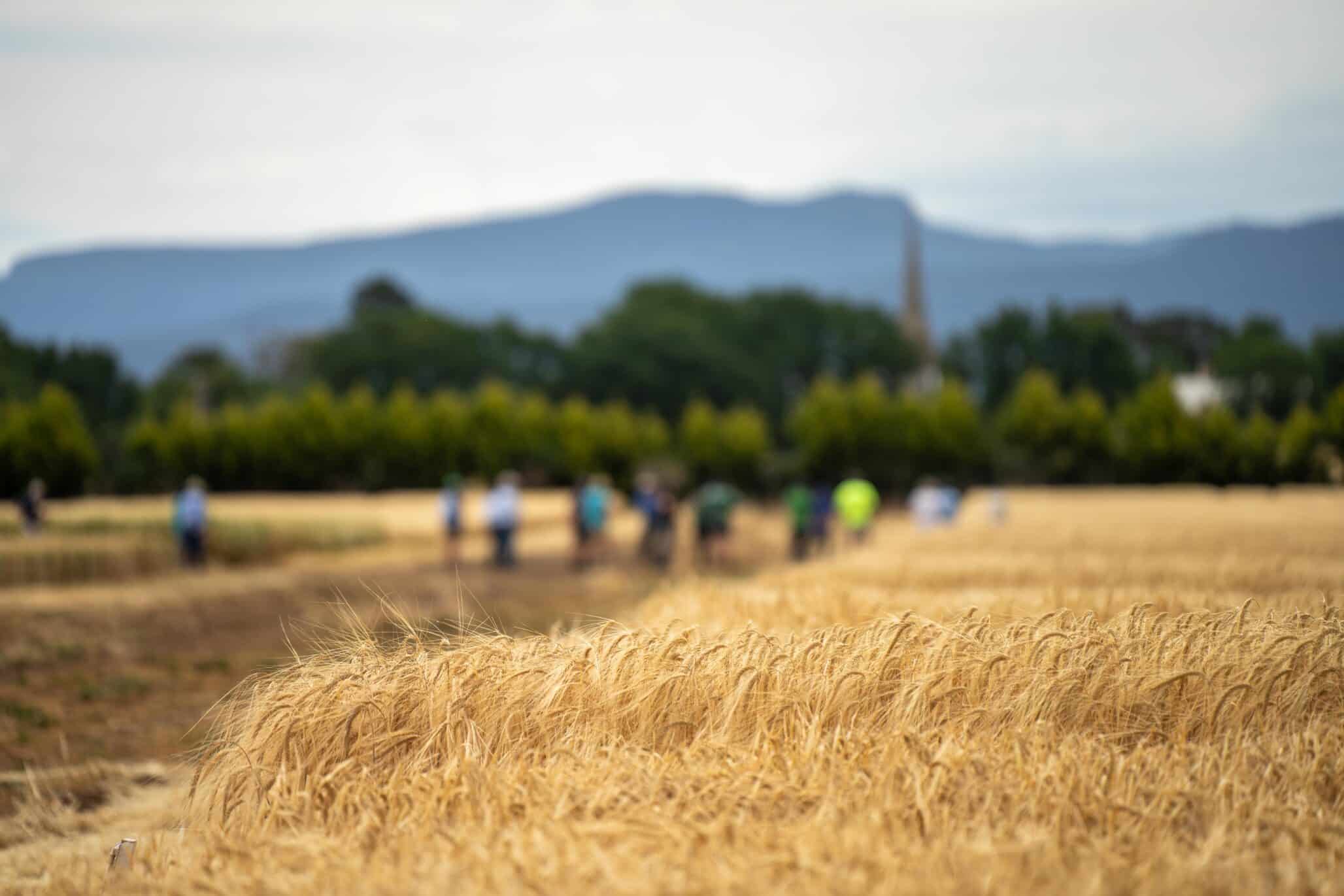 A 40% Emissions Cut Is Possible for Europe’s Farms — Without Losing Harvests